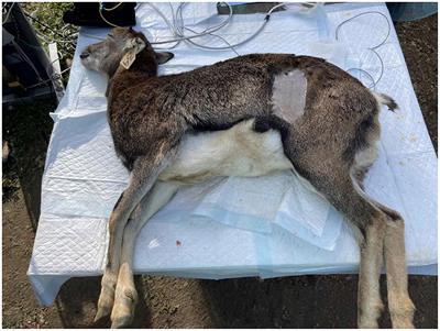 Ovariectomy in mouflons under field conditions: a comparative assessment of midventral and flank laparotomy approaches